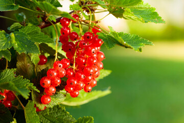 Ripe redcurrant on a branch in the garden.
