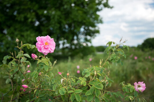 Bulgarian rose valley near Kazanlak. Rose Damascena fields early in spring. Damascene rose is used for rose oil production - selective focus