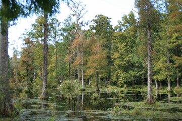 Obraz premium lake in the woods