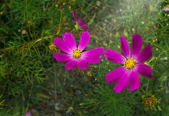 summer pink cosmos flowers