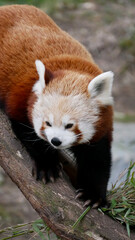 Red panda on a tree