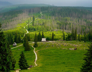 rusinowa polana, gęsia szyja, tatry, zakopane, karpaty , giewont, Polska, dolina kościeliska, morskie oko , dolina gąsienicowa. kasprowy wierch © Daniel Folek