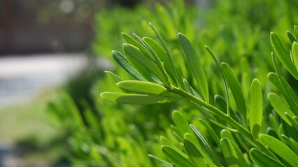 Close up of a soft green branch of a tree with blur background