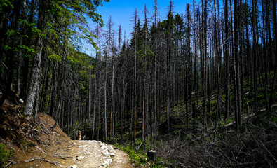 tatry, zakopane, karpaty , giewont, Polska, dolina kościeliska, morskie oko , dolina gąsienicowa. kasprowy wierch