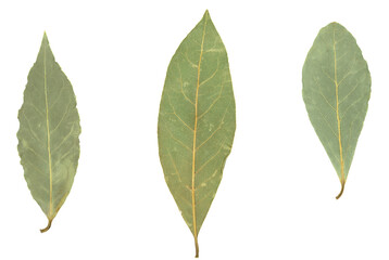 Obraz premium bay leaf isolated on white background