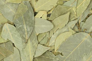 bay leaf texture background. close up