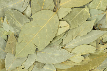 bay leaf texture background. close up