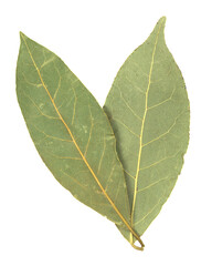 bay leaf isolated on white background