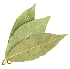 bay leaf isolated on white background