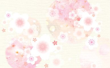 Fototapeta na wymiar saku桜の背景イラスト　和柄
