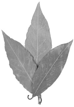 Black leaf isolated on white background