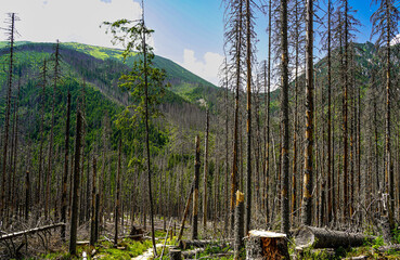 tatry, zakopane, karpaty , giewont, Polska, dolina kościeliska, morskie oko , dolina gąsienicowa. kasprowy wierch, tatry zachodnie © Daniel Folek