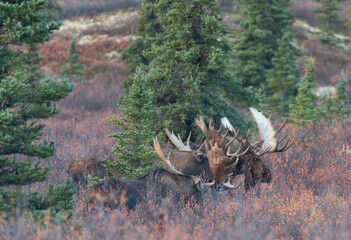 Alaska Yukon Bull Moose During the Rut in Denali National Park Alaska in Autumn