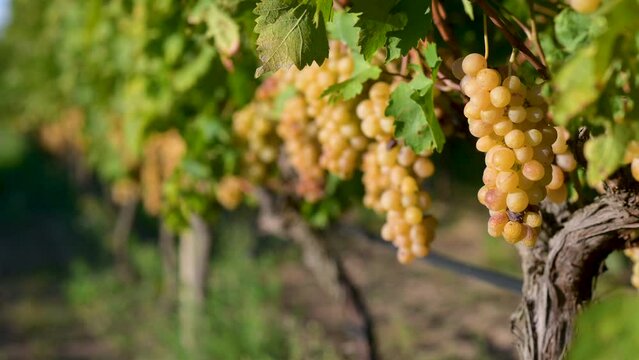 Clusters of ripe grapes in the vineyard of Tuscany, Italy. Grapes on the vine for making white wine.