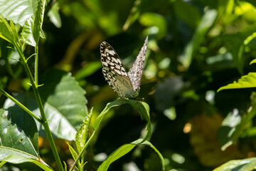 hamadryas butterfly on top of leaves