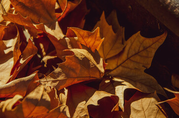 Beautiful Autumn gold foliage, forest background Landscape