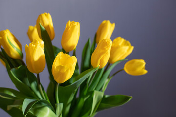 yellow tulips on blurred background. Festive flowers concept. closeup. selective focus