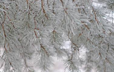 Pine covered with white snow, winter nature abstract background, close-up