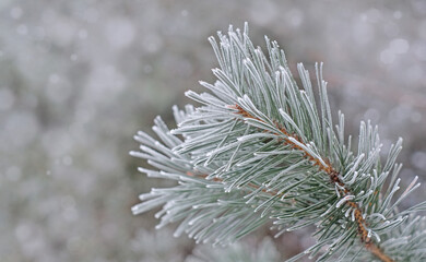 Naklejka na ściany i meble Pine brench covered with white snow close-up, winter nature, with copy space
