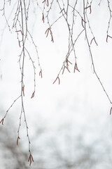 Birch branches with catkins, without leaves on a gentle blurred background.