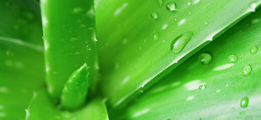 Obraz premium Aloe vera leaf closeup. Aloe vera green leaves background. Aloe vera plant for skin care and herbal medicine.