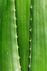 Aloe vera leaf closeup. Aloe vera green leaves background. Aloe vera plant for skin care and herbal medicine.