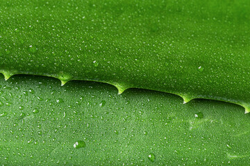 Aloe vera leaf closeup. Aloe vera green leaves background. Aloe vera plant for skin care and herbal...