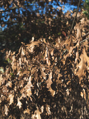 Closed shot of a tree with dry leaves