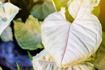 syngonium podophyllum, Nephthytis' beautiful leaves detail(Syngonium podophyllum cv 'Syngonium hybrid')