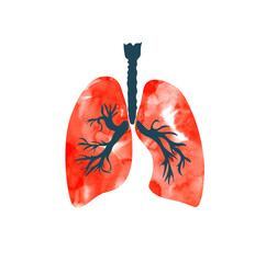 Human lungs on isolated background