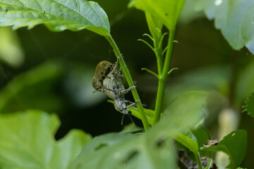 closeup of curculionidae insects on foliage