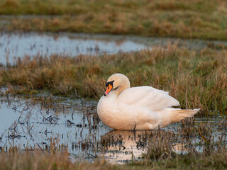 Mute Swan Resting on Water During Golden Hour