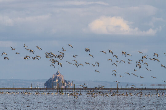 nu&eacute;e d'oiseaux dans le ciel de la baie du Mont Saint Michel en Bretagne