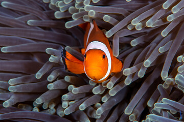 False Clown Anemonfish (Western Clownfish) - Amphiprion ocellaris living in an anemone. Underwater life of Bali, Indonesia.