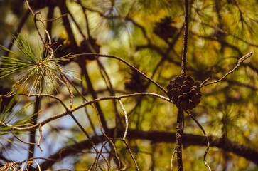 Beautiful Autumn gold foliage, forest background Landscape