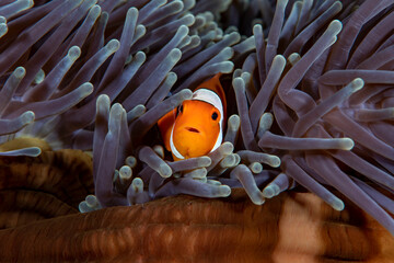 False Clown Anemonfish (Western Clownfish) - Amphiprion ocellaris living in an anemone. Underwater...