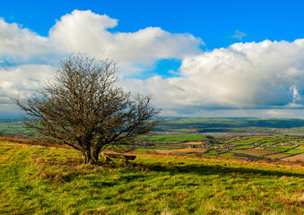 Single tree with a bench.
beautiful view over Irish fields