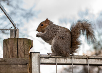 squirrel in the park