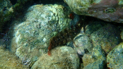 Tompot blenny (Parablennius gattorugine) undersea, Aegean Sea, Greece, Syros island