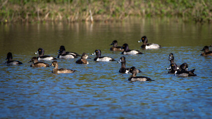 Ring-necked Ducks in a pond along the Shadow Creek Ranch Nature Trail in Pearland, Texas!