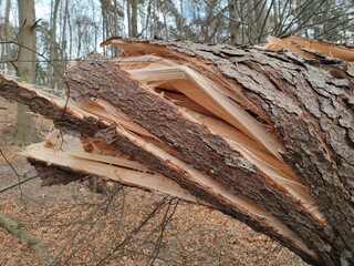 Zersplitterter Baumstamm