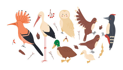 Forest birds set with owl,woodpecker,duck,sparrow,stork,hoopoe, great design for any purposes. Woodland fauna collection. Flat cartoon vector illustration isolated for white background.