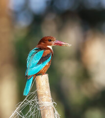 white-throated kingfisher