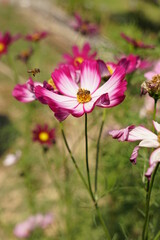 Obraz premium colorful cosmos flower with bees searching for nectar.