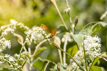 Mexican amberwing dragonfly on the leaves