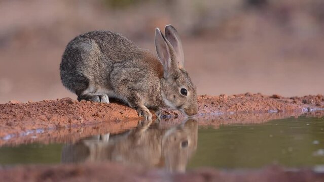 Iberian hare in Castilla La Mancha, Spain.
