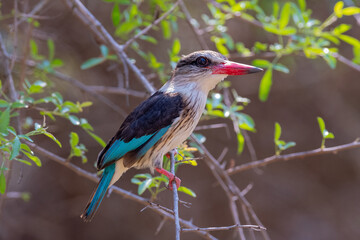 A Brown-Hooded Kingfisher in the Kruger National Park, South Africa. (Brown Hooded Kingfisher)