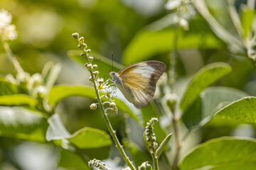 appias drusilla butterfly on a small flower in brazil