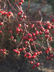 Closed plane botanic garden plants
