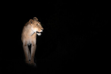 A lioness at night.

Lioness with black background.

A lion at night.

A lion on a black background.